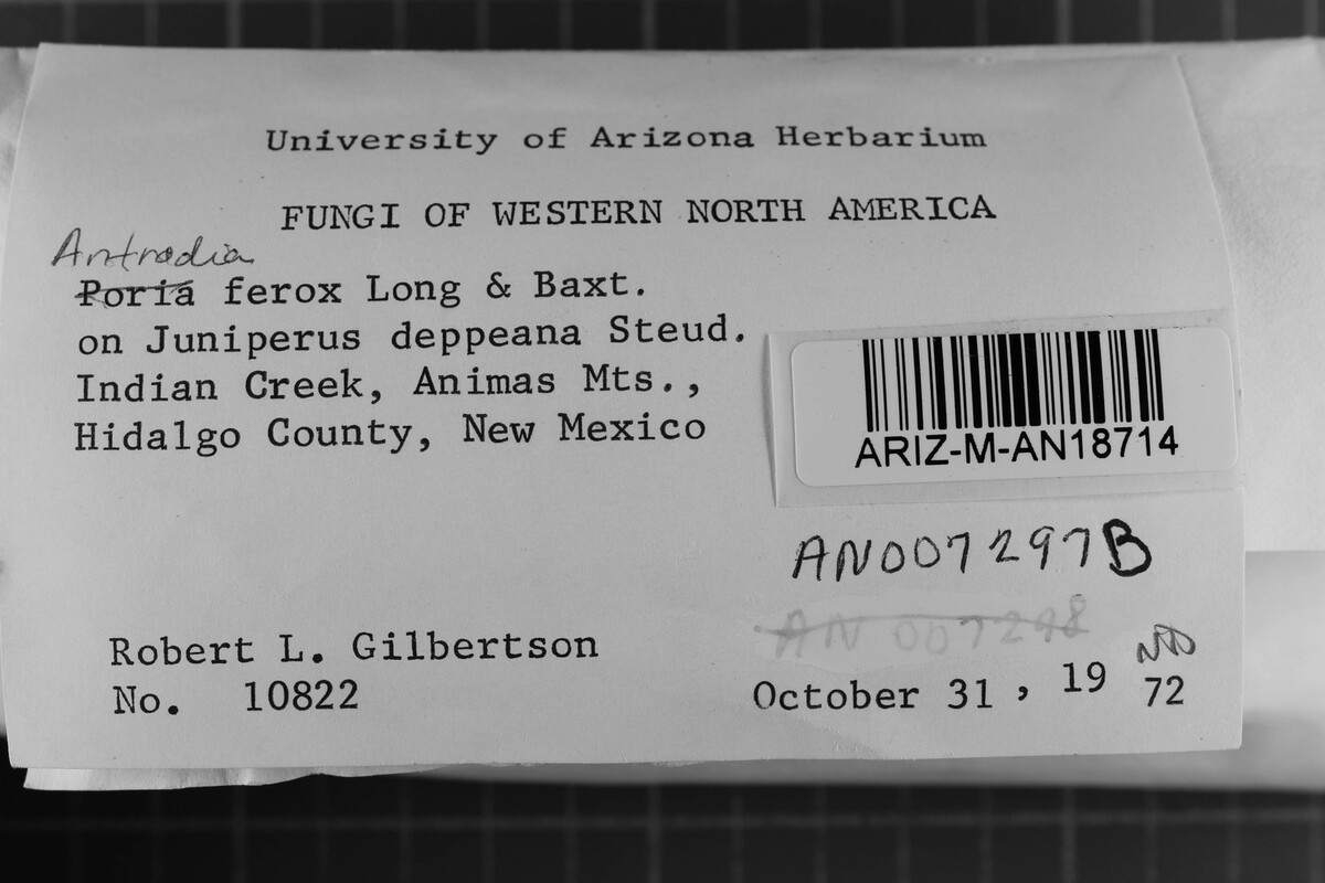 Antrodia ferox image