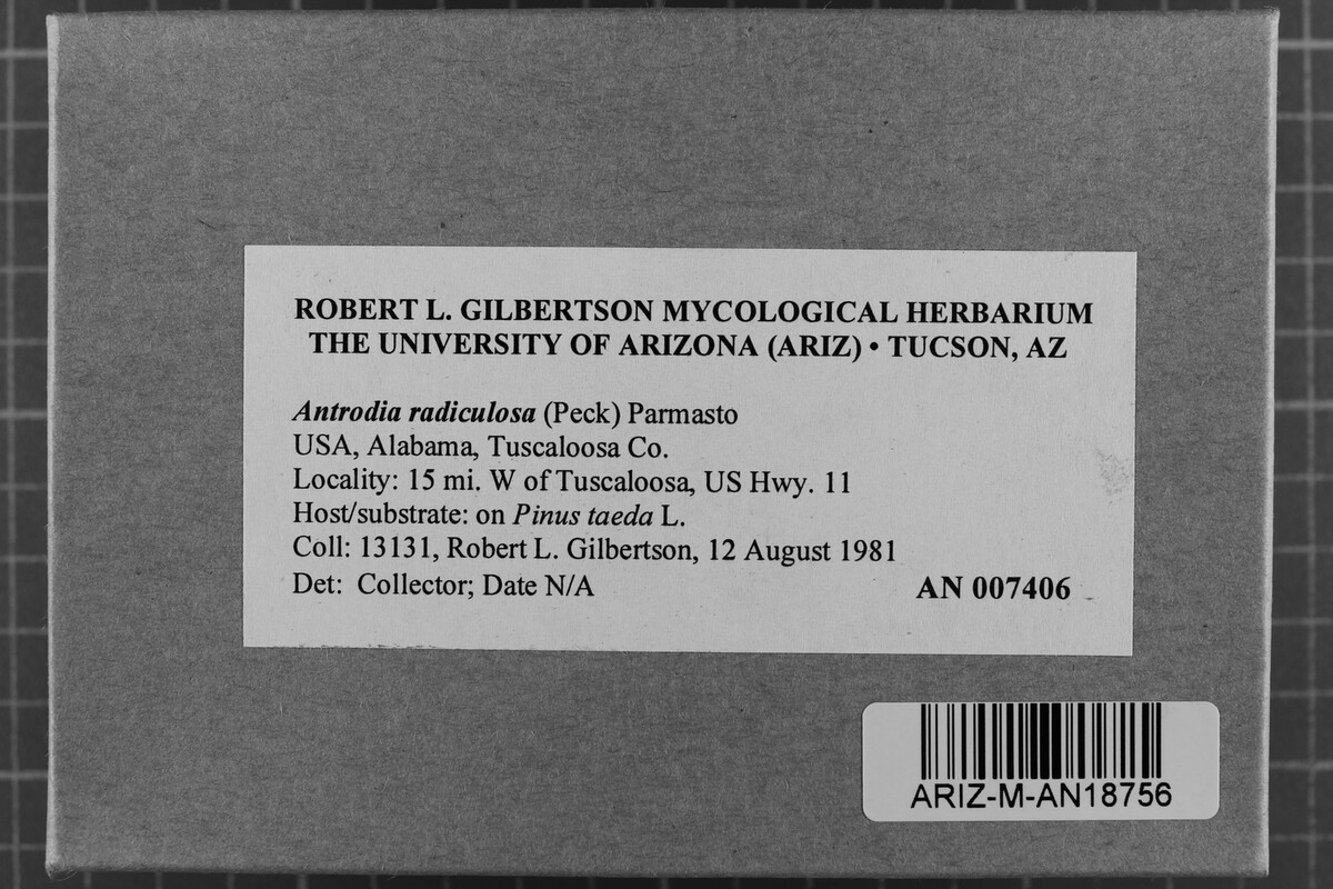 Fibroporia radiculosa image