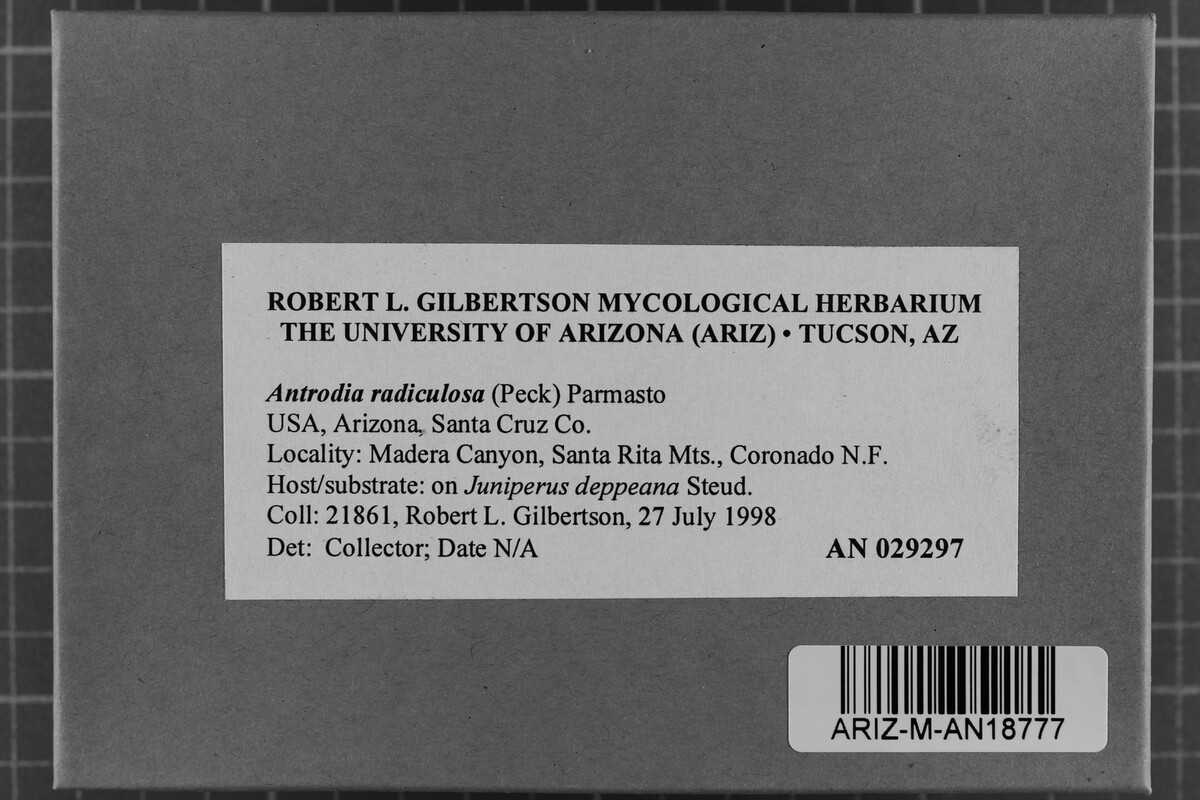 Fibroporia radiculosa image