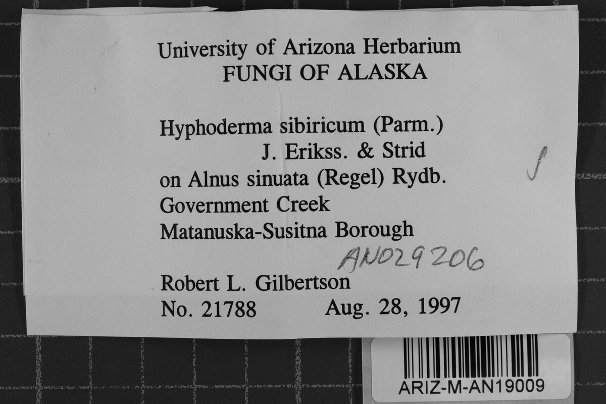 Hyphoderma sibiricum image