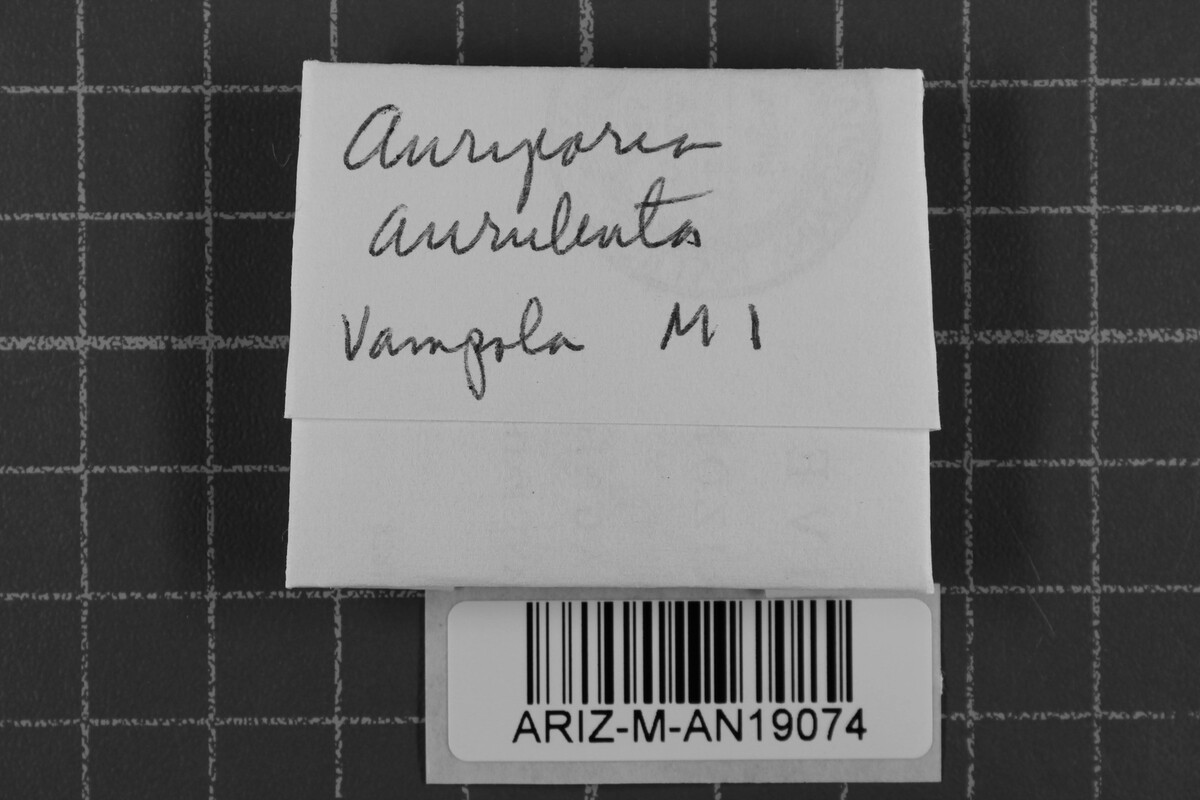 Auriporia aurulenta image