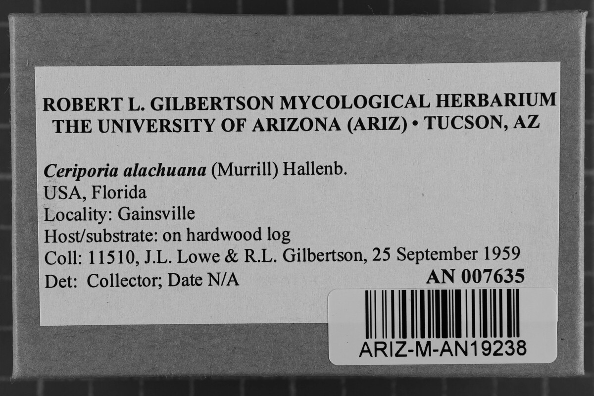 Ceriporia alachuana image