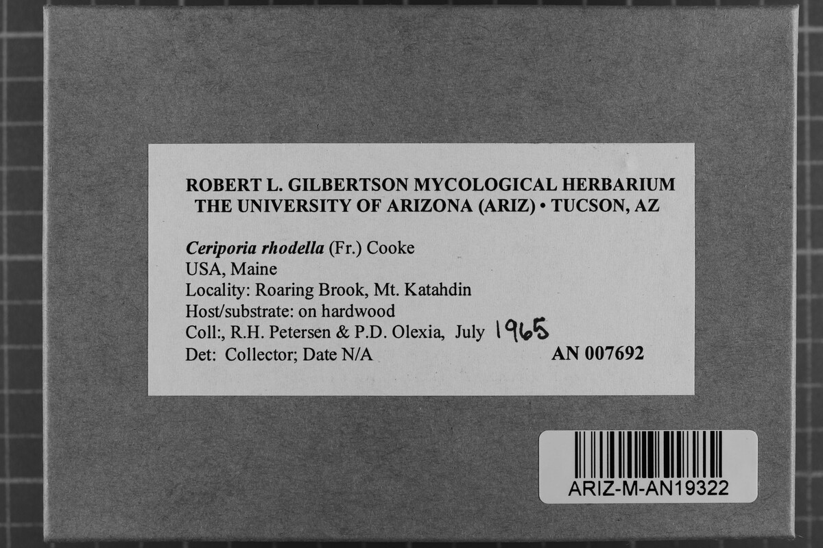 Ceriporia rhodella image