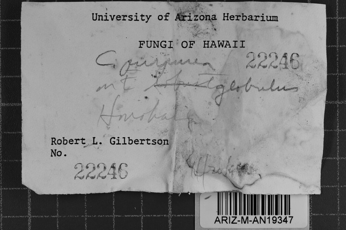 Ceriporia purpurea image