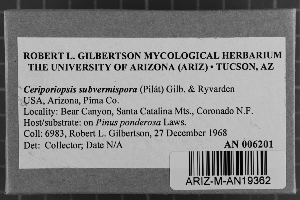 Ceriporiopsis subvermispora image