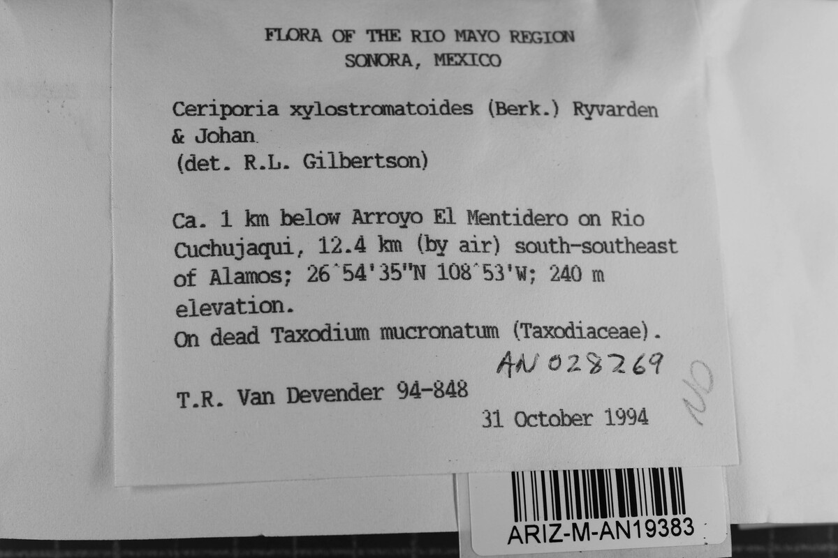 Ceriporia xylostromatoides image
