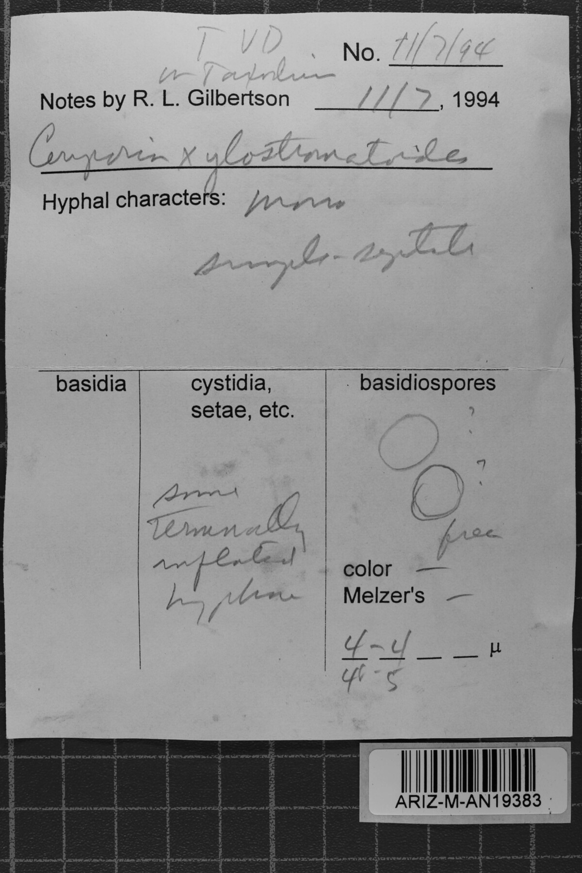 Ceriporia xylostromatoides image