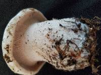 Leucopaxillus piceinus image