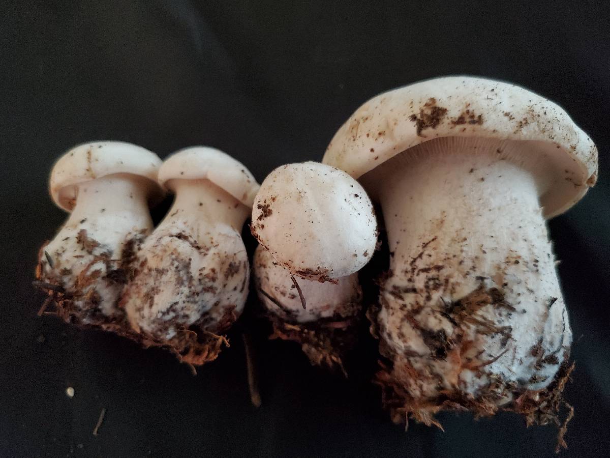 Leucopaxillus piceinus image