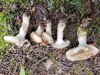 Hygrophorus fuscoalboides image