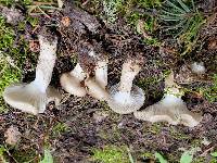 Hygrophorus fuscoalboides image