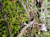 Mycena abramsii image