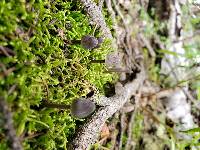 Mycena abramsii image