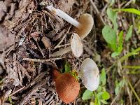 Inocybe lilacina image