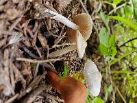 Inocybe lilacina image