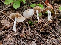 Inocybe lilacina image