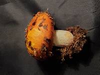 Russula avellaneiceps image