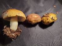 Russula avellaneiceps image