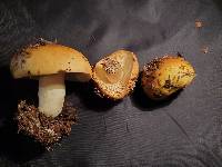 Russula avellaneiceps image