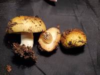 Russula avellaneiceps image