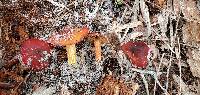 Hygrocybe conicoides image