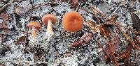 Laccaria trichodermophora image