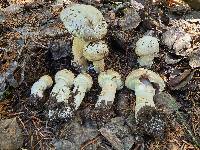 Agaricus chionodermus image