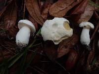 Boletus albisulphureus image