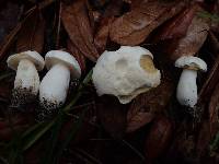 Boletus albisulphureus image