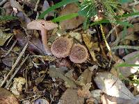 Lactarius alachuanus image