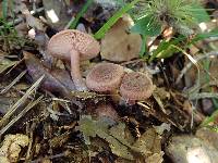 Lactarius alachuanus image