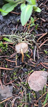 Baeospora occidentalis image