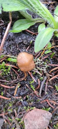 Baeospora occidentalis image