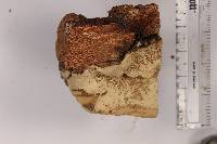 Fomitopsis schrenkii image