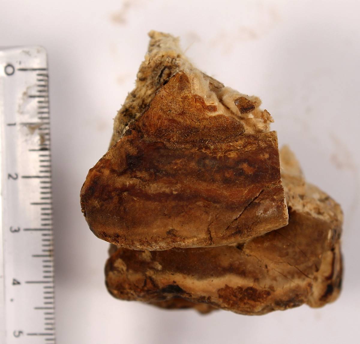 Fomitopsis schrenkii image