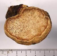 Fomitopsis schrenkii image