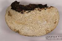 Fomitopsis schrenkii image