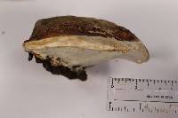 Fomitopsis schrenkii image