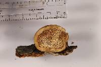 Fomitopsis schrenkii image