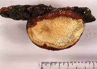 Fomitopsis schrenkii image