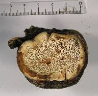 Fomitopsis schrenkii image