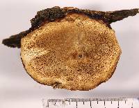 Fomitopsis schrenkii image