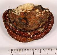 Fomitopsis schrenkii image