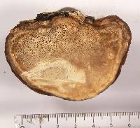 Fomitopsis schrenkii image