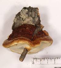 Fomitopsis schrenkii image