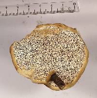 Fomitopsis schrenkii image