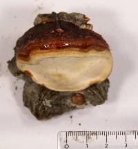 Fomitopsis schrenkii image