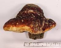 Fomitopsis schrenkii image