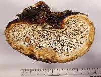 Fomitopsis schrenkii image