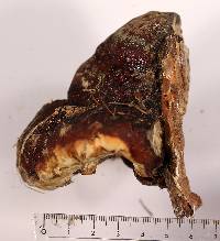 Fomitopsis schrenkii image